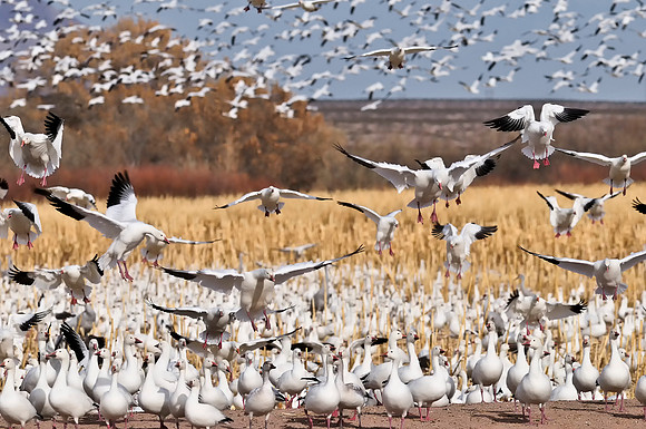 More Snow Geese returning after blast off