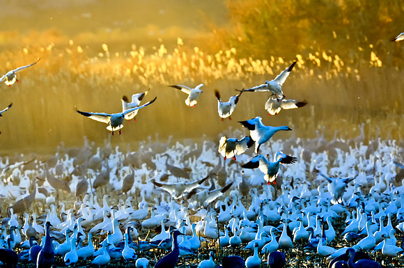 Backlit landing in dusty corn field