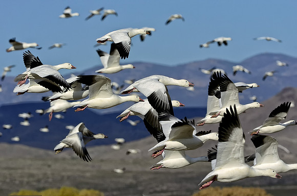 Group of Flying Snow Geese