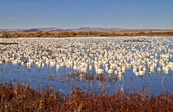 Snow Geese relaxing in the lake late afternoon