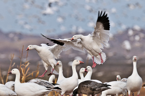 Snow Geese returning after blast off