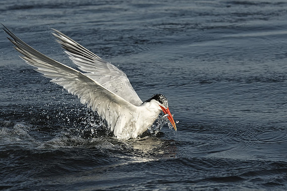 Elegant Tern exiting dive with a fish