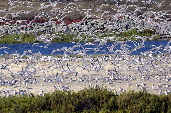 Elegant Tern Nesting area