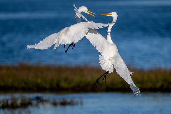 Great Egrets fighting