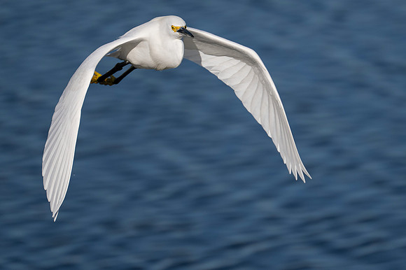 Snowy in Flight