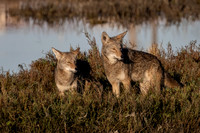Mating pair of Coyotes at Bolsa Chica