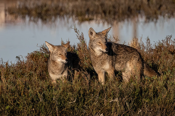 Mating pair of Coyotes at Bolsa Chica