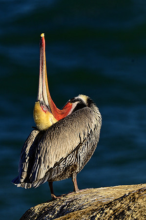 Brown Pelican Preening