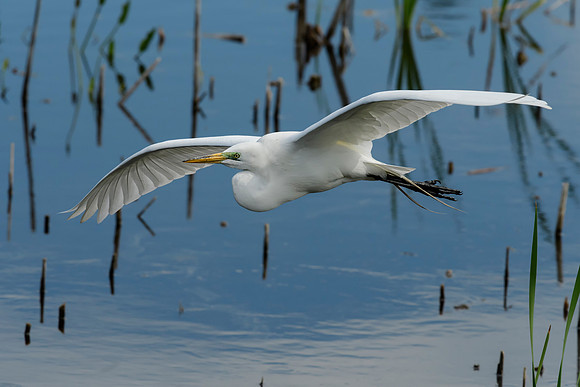Flying Great Egret with Green Lores
