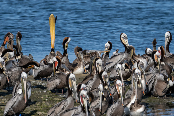 Brown Pelican Headthrow on Island copy