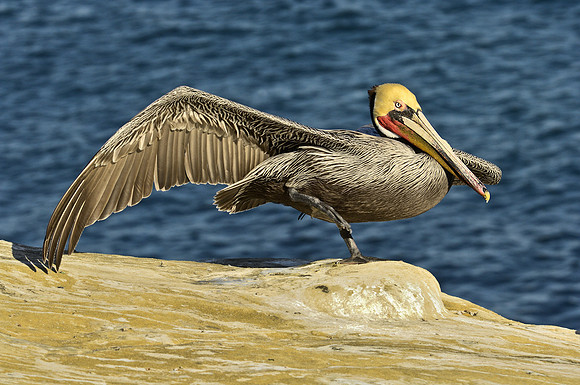 Brown Pelican wing stretch 3