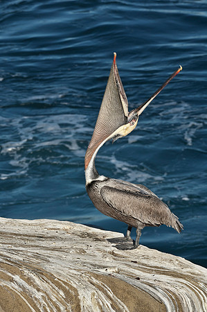Brown Pelican Head Throw