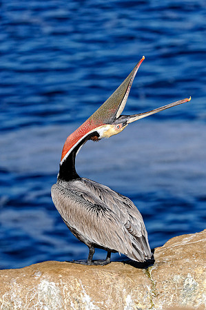 Brown Pelican Head Throw 2