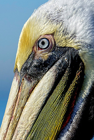 Brown Pelican Eye