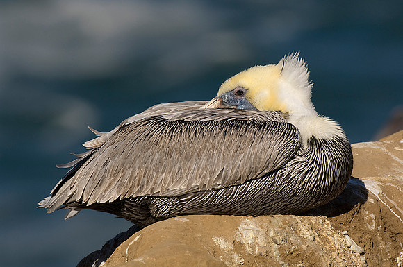 Brown Pelican Resting