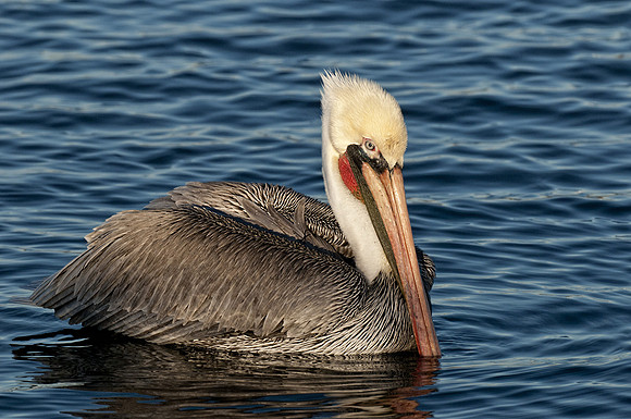 Floating Brown Pelican