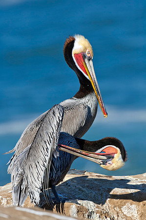 Brown Pelican Preening 2