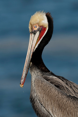 Brown Pelican Portrait 2