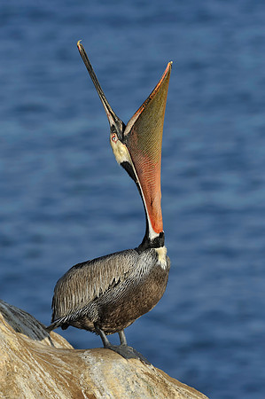 Brown Pelican Head Throw 3