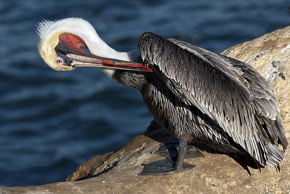 Brown Pelican Preening 3