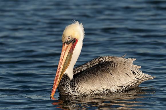 Floating Brown Pelican 2