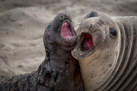 Elephant Seal Mother and Pup bonding