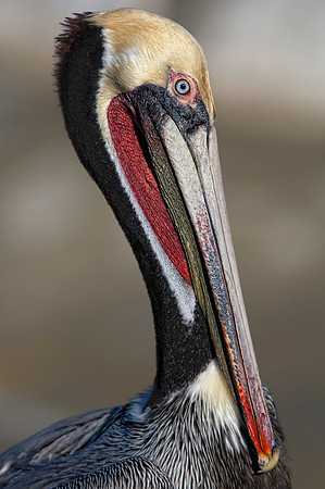 Brown Pelican Portrait