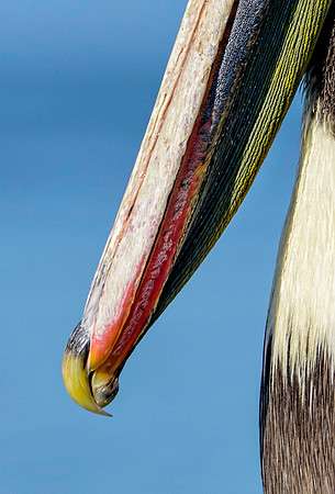 Brown Pelican Beak