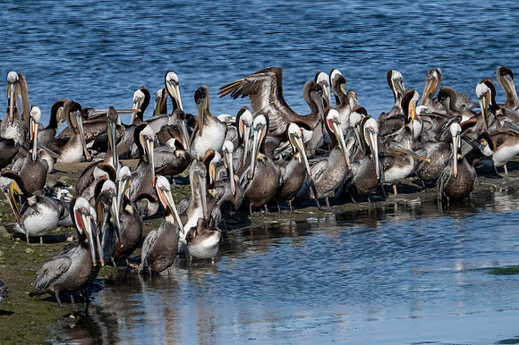 Pelican standing room only copy